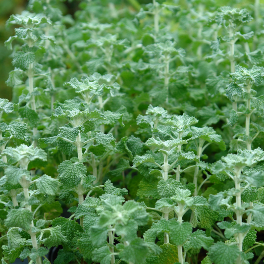 500 White Horehound Herb Seeds (Marrubium vulgare), Bitter Flavor, 10-18" Tall,