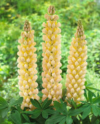 Lupinus ‘Cashmere Cream’ Lupine Seeds – 25+ Elegant Creamy White Blooms for Gardens & Pollinators