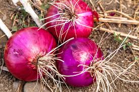 200 Seeds Red Creole Onion, Allium Cepa, Flavorful Heirloom for Cooking and Storing