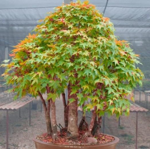 10 Seeds Acer elegantulum – Elegant Maple Tree, Rare Ornamental Shade Tree
