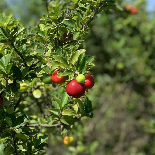 Acerola Fruit Tree (Malpighia emarginata) Live Starter Plant 2’-3’ Tall – Ready to Fruit, Tropical Vitamin C Powerhouse