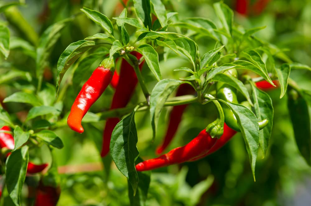 25 Long Thin Red Cayenne Pepper Seeds – Capsicum annuum – Spicy Heirloom Chili, Non-GMO, High-Yield, Ideal for Drying & Cooking