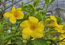 Yellow Allamanda Small Starter Plant - Golden Trumpet (Allamanda cathartica) - Tropical Perennial with Vibrant Yellow Flowers