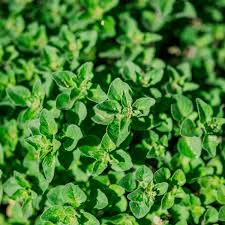 Greek Oregano Seeds - Heirloom, Non-GMO, 2,000 Seeds, Perennial Herb, Strong Flavor, USDA Zones 4-9,