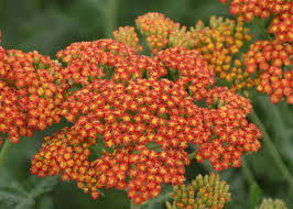 1500 Seeds Yarrow Sunset Mix, Perennial Gold & Red Flowers, Pollinators, Non-GMO, Achillea millefolium, Drought-Tolerant, Garden Plants