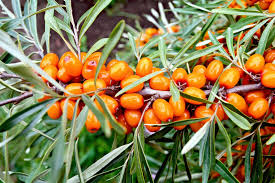 50 Seaberry Seeds - Sea Buckthorn (Hippophae rhamnoides), Edible Berry Fruit, High Yield, Organic, Nutrient-Rich, for Garden Planting
