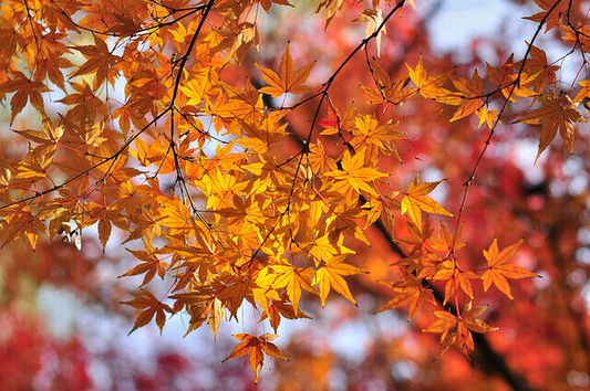 10 Seeds Acer Mono, Painted Maple Tree, Hardy Deciduous Shade Tree with Vibrant Fall Foliage