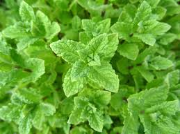 2000 Seeds Peppermint (Mentha × piperita) – Aromatic Herb for Tea, Culinary