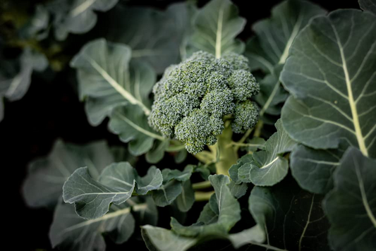 300 Seeds Broccoli Dicicco - Brassica oleracea | Heirloom Broccoli Seeds for Planting, Gardening & Nutritious Harvests