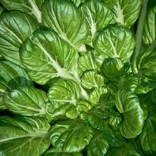 250 Pak Choi Tatsoi Seeds - Brassica rapa subsp. narinosa | Heirloom Asian Greens for Planting, Gardening & Stir-Fry