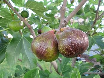 1 Olympian Fig Tree, Live Starter Plant, Ficus carica, Hardy Edible Fruit Tree for Home Gardens 3-8 inches tall
