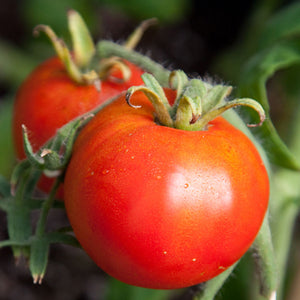 100 mg Seeds Tomato Legend – Solanum lycopersicum Vegetable for Planting | Disease-Resistant, Early-Maturing, Heirloom Variety