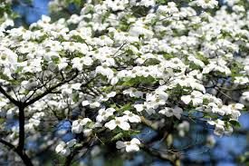 10 White American Flowering Dogwood Tree Seeds (Cornus florida) – Hardy Ornamental, 15-30' Tall