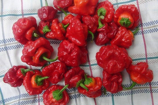30 Seeds Scotch Bonnet Red Hot Pepper (Capsicum chinense) - Super Spicy, Habanero-Style, Caribbean Hot Pepper for Planting