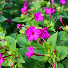 25 Four O’Clock Rose Seeds – Mirabilis Jalapa | Perennial Non-GMO Flowers | Hummingbird Magnet | Fragrant Pink Blooms