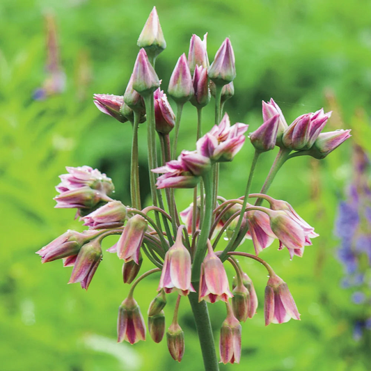 Allium Nectaroscordum Siculum Bulbs, Sicilian Honey Garlic, Bell-Shaped Flowers, Deer-Resistant, USDA Zones 4-9, 3 Pack