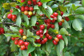 20 Cornelian Cherry Tree Seeds | Cornus mas, Edible Dogwood Berry Shrub, Fruit-bearing, Non-GMO, Hardy Shrub for Garden & Orchard