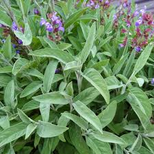 Extrakta Sage Seeds, Salvia officinalis, 18-30 Inches Tall, Culinary Herb, High Essential Oil, USDA Zones 5-10, Heirloom, Non-GMO