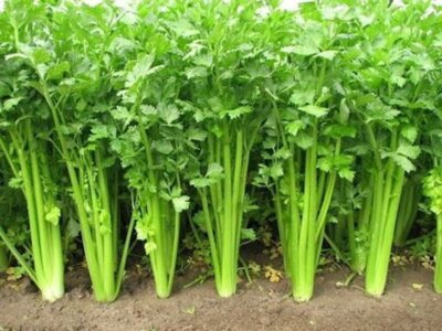 5,000 Chinese Celery Seeds – Heirloom, Non-GMO, Aromatic & Flavorful, USA Seller