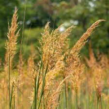 10,000 Bulk Prairie Grass Seeds - Native, Fast-Growing, Drought & Heat Tolerant, EZ Ornamental Grass for Landscaping