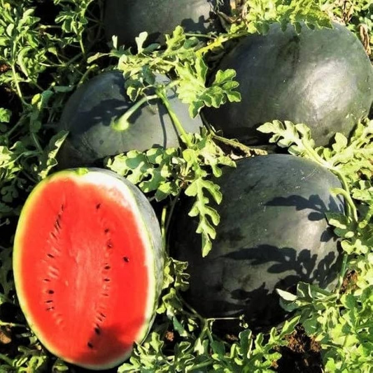 10 Seeds Black Diamond Watermelon (Citrullus lanatus) – Sweet, Large, and Juicy Melons