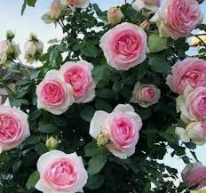 1 Pink Garden Rose Unrooted Cutting | Climbing Rose (Rosa spp.) | 5-8 Inches Long | Perfect for Propagation & Garden Planting