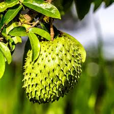1 Soursop Tree Guanábana 4" Tropical Fruit Tree in Pot - Annona muricata, Sweet & Tangy Fruit, Easy to Grow, Exotic Tropical Tree for Garden