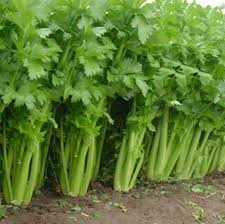 2500 Seeds Celery Tall Utah 52/70 - Apium graveolens | Heirloom Celery for Planting, Gardening Crisp Stalks for Cooking & Salads