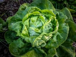 500 Seeds Buttercrunch Lettuce, Lactuca Sativa, Sweet and Tender Garden Favorite