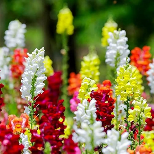 1000+ Chantilly Mix Snapdragon Seeds – Tall Fragrant Blooms for Garden Planting, Cottage Garden Favorite for Borders – USA