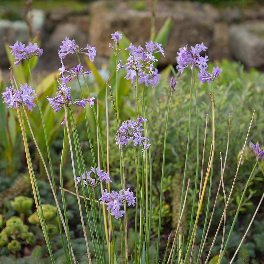 50 Society Garlic Seeds - Ornamental, Edible, Perennial, Flowering (T. violacea) - Purple Blooms, Aromatic, Garden & Culinary Use