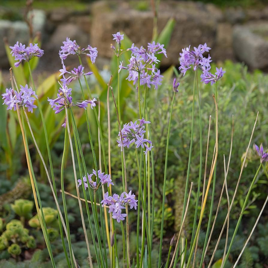 50 Society Garlic Seeds - Ornamental, Edible, Perennial, Flowering (T. violacea) - Purple Blooms, Aromatic, Garden & Culinary Use