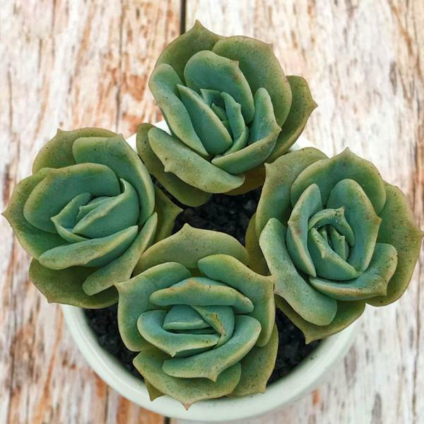 5 Live Echeveria ‘Lovely Rose’ Succulent Plants Fully Rooted in 2" Pots | Rose-Like Mini Succulents for Gifts & Decor