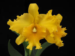 Rlc Pathoon Delight 'Golden Sun' Orchid | Live Starter Plant | Yellow Bloom | 3-Inch Potted Tropical Orchid | Indoor & Outdoor
