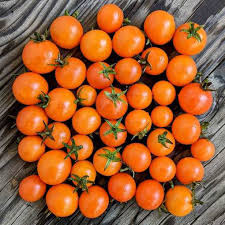 15 Orange Dream Micro Dwarf Tomato Seeds – Heirloom, Non-GMO, Compact & High-Yield