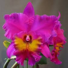 Cattleya Rlc King of Taiwan Orchid Small Seedling | Purple Blooms | Live Starter Plant | Tropical Potted for Indoor & Outdoor