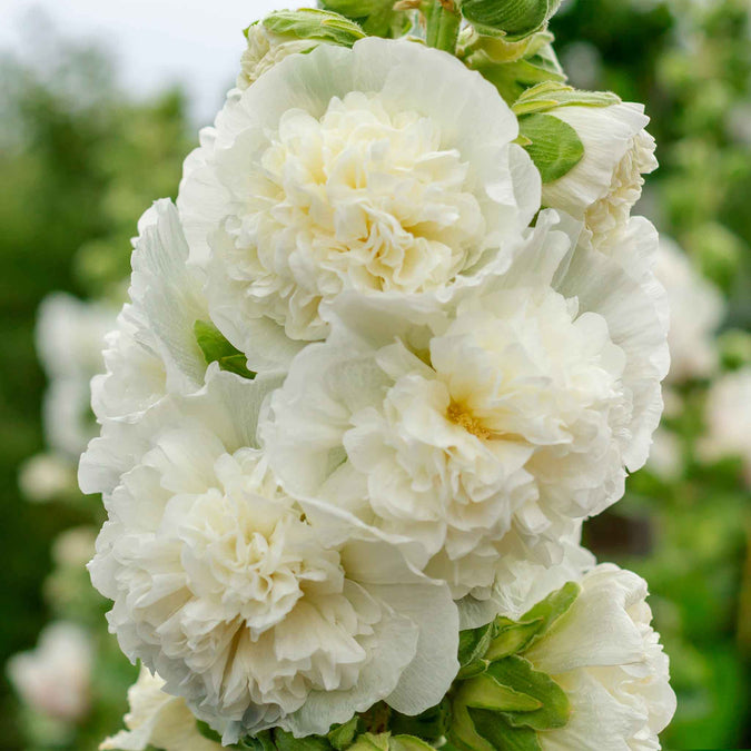 50 Seeds Hollyhock MAJORETTE Double White, Alcea rosea, Dwarf Biennial Non-GMO, Memory Garden Flowers, Elegant White Blooms for Garden