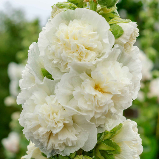 50 Seeds Hollyhock MAJORETTE Double White, Alcea rosea, Dwarf Biennial Non-GMO, Memory Garden Flowers, Elegant White Blooms for Garden