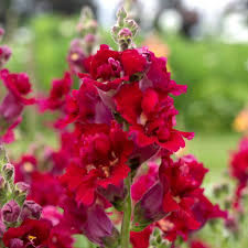 Antirrhinum majus Madame Butterfly Red Snapdragon Seeds – 1000+ Ruffled Blooms for Garden & Cut Flowers