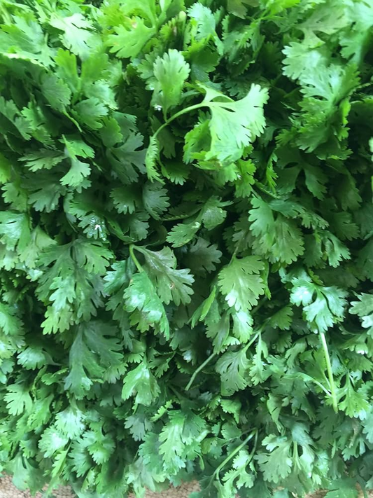 100 Seeds Santo Cilantro - Coriandrum sativum | Aromatic Herb for Culinary Use