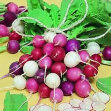 500+ Easter Egg Radish Seeds – Colorful Heirloom Blend, Fast-Growing & Crisp