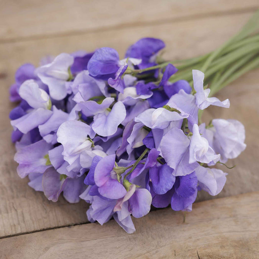 Blue Mix Sweet Pea Seeds – 50+ Violet, Lavender, & Light Blue Blooms – Climbing Flower Vine for Trellises, Bouquets , Cottage Gardens – USA