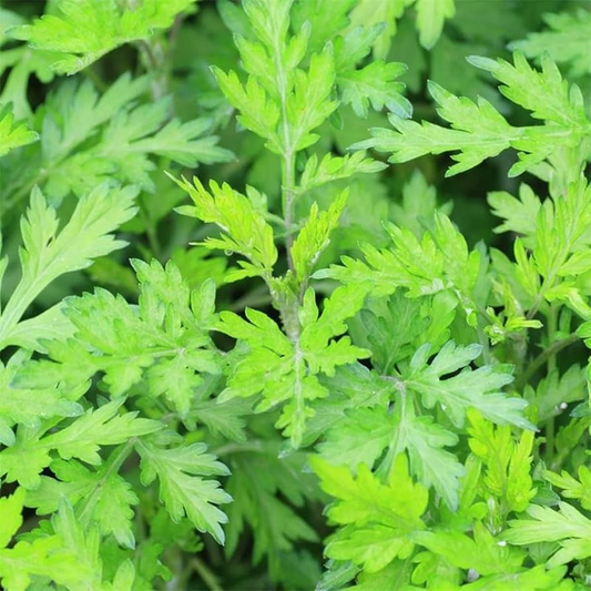 Japanese Mugwort Seeds – Yomogi (Artemisia princeps) – 100mg for Planting, Hardy Herbaceous Plant, Green Foliage, Great for Gardens