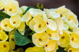 Light Yellow Crown of Thorns Cutting (1 Unrooted) | Easy to Propagate | Euphorbia Milii Starter Cutting for Bright Blooms
