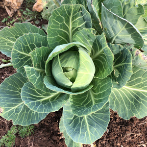 250 Seeds Cabbage Early Jersey Wakefield - Brassica oleracea | Heirloom Cabbage for Planting, Gardening & Early Crisp Harvests