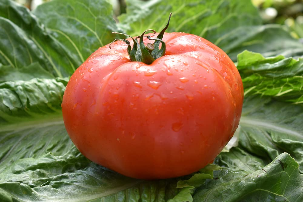 300 mg Beefsteak Tomato Seeds - Solanum lycopersicum | Heirloom, Large & Juicy Tomato | Perfect for Slicing, Sandwiches, and Home Gardens