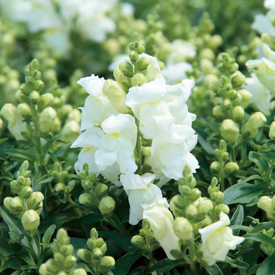 Candy Tops White Snapdragon Seeds (Antirrhinum majus) | 1000+ Seeds | Compact, Pure White Blooms for Garden & Containers