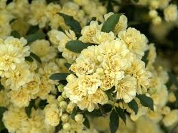 Lady Banks Climbing Rose Cuttings (4) | Thornless, Soft Yellow Blooms | Organic & USA Grown |