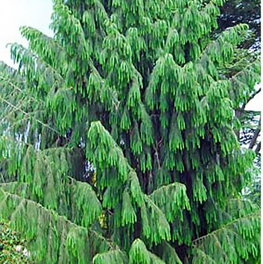 20 Himalayan Spruce Tree Seeds | Picea smithiana | Giant Tall Conifer | Morinda | Fast-Growing Evergreen Tree | Hardy, Large Tree for Garden