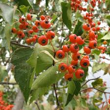 Washington Hawthorn Tree | Live Bare Root Plant | Crataegus phaenopyrum | 18-24" | Songbird Friendly | Zones 3–10
